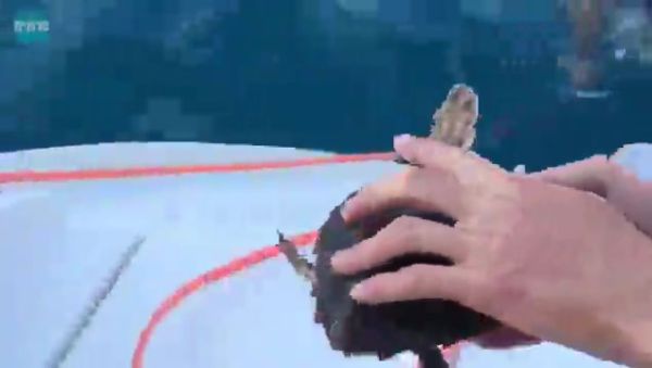 צפו: צבי ים נפצעו משקיות פלסטיק, טופלו ושוחררו לים