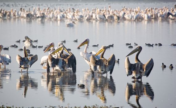 שפעת העופות מתרחבת: שמורת החולה תיסגר