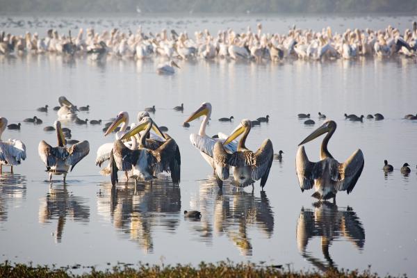 שפעת העופות מתרחבת: שמורת החולה תיסגר
