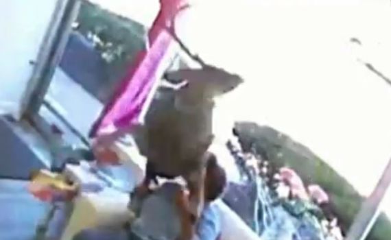 צפו: צבי תועה מתפרץ לתוך מספרה מלאה באנשים