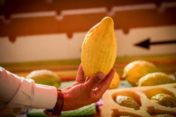 'הארץ': החילונים חייבים להתקומם נגד חודש תשרי המטורלל