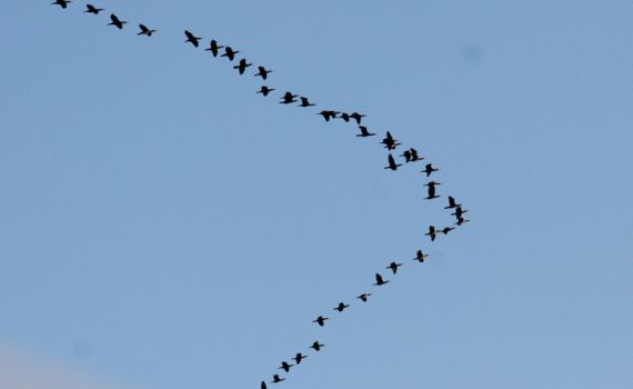 הסתיו בעיצומו: נדידת עגורים מעל ההרודיון • צפו: