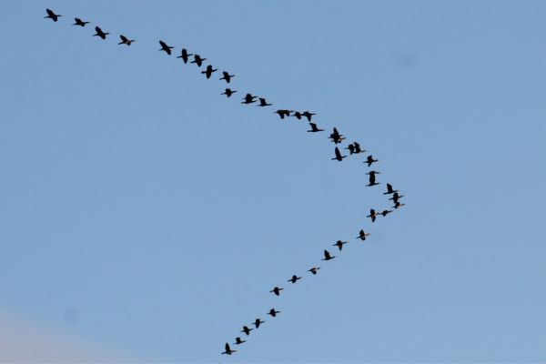 הסתיו בעיצומו: נדידת עגורים מעל ההרודיון • צפו: