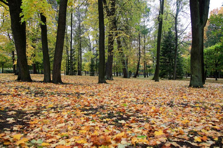 עו"ד על הפרשה • בשלח: על עצים ועל מנהיגי ציבור