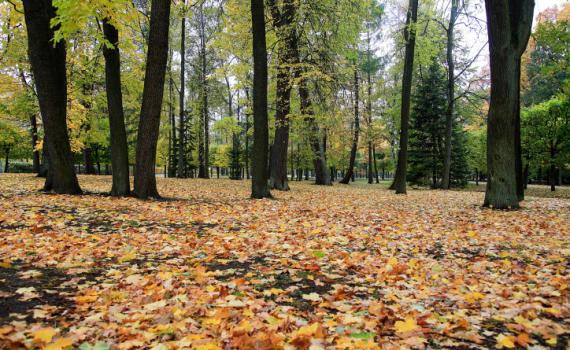 עו"ד על הפרשה • בשלח: על עצים ועל מנהיגי ציבור