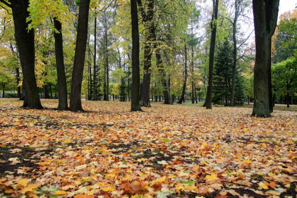 עו"ד על הפרשה • בשלח: על עצים ועל מנהיגי ציבור
