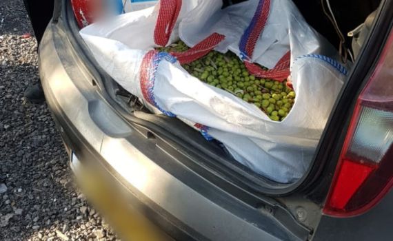 ערבים גנבו 800 ק"ג זיתים ממטע ליד ירושלים