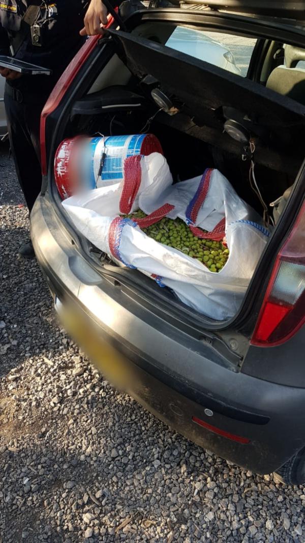 ערבים גנבו 800 ק"ג זיתים ממטע ליד ירושלים