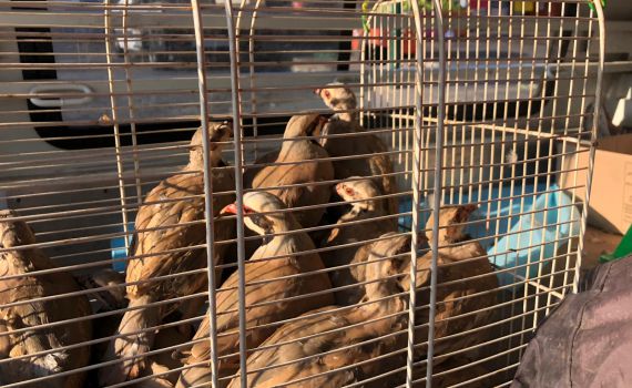 חוגלות שנתפסו בציד לא חוקי הועברו לרשות הטבע והגנים