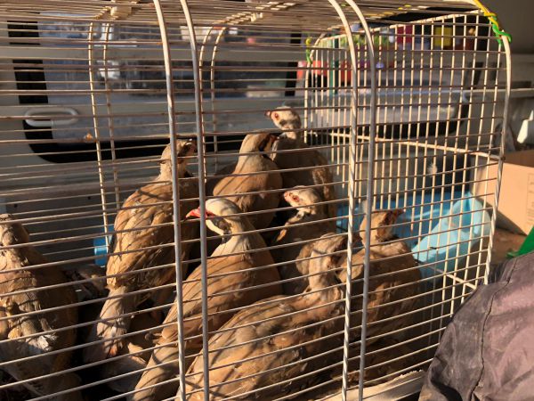 חוגלות שנתפסו בציד לא חוקי הועברו לרשות הטבע והגנים