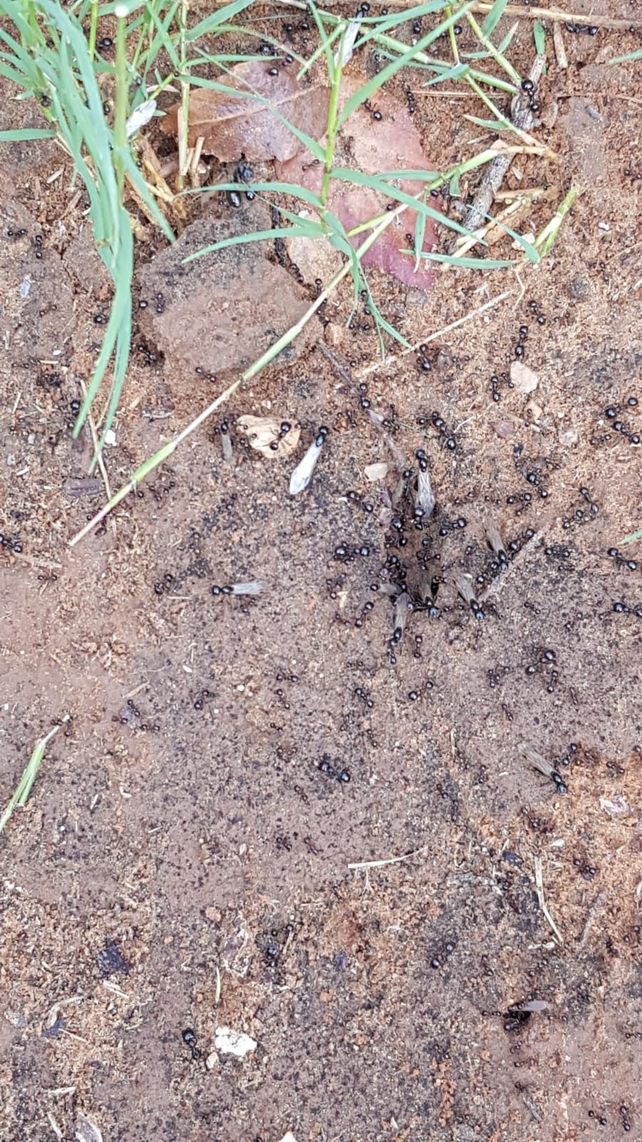 ראיתם נמלים מעופפות? זה חלק ממעוף הכלולות