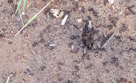 ראיתם נמלים מעופפות? זה חלק ממעוף הכלולות