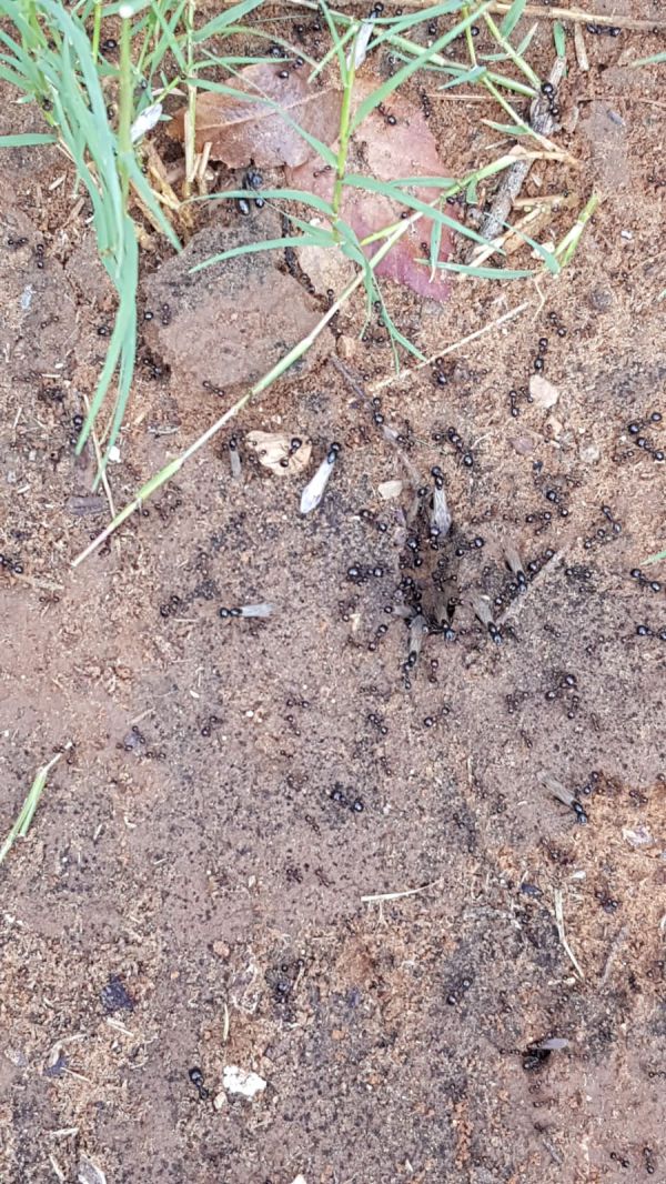 ראיתם נמלים מעופפות? זה חלק ממעוף הכלולות