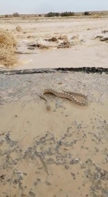 צפו: נחש מסוג אפעה ניצל מהשטפון בנחל צין