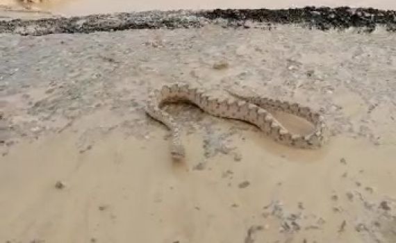 צפו: נחש מסוג אפעה ניצל מהשטפון בנחל צין