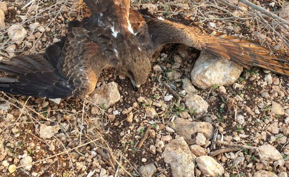 שוטרים הצילו דיה שחורה פצועה בג'דיידה מכר