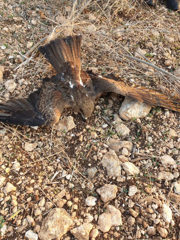 שוטרים הצילו דיה שחורה פצועה בג'דיידה מכר