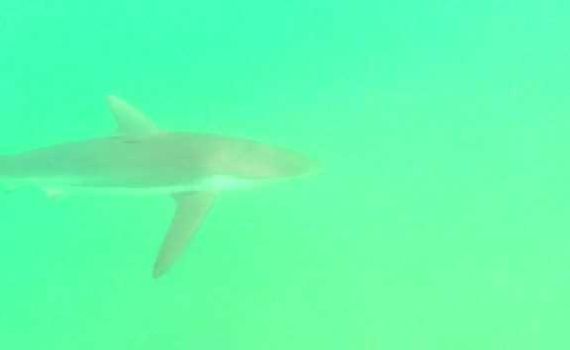 צפו: כריש בחוף חדרה ליד תחנת הכח