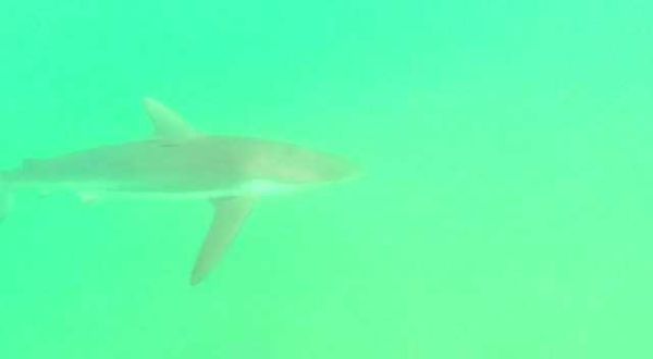 צפו: כריש בחוף חדרה ליד תחנת הכח