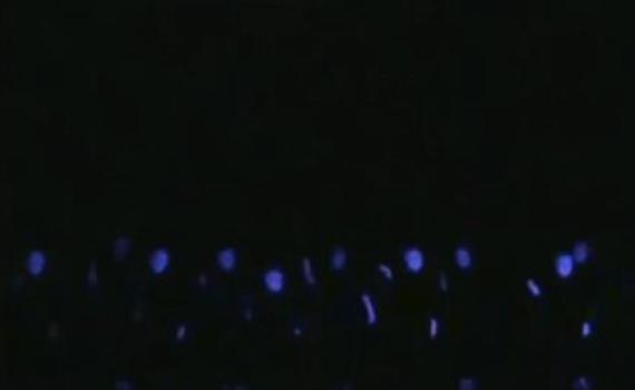 רבנים ורבניות נגד ריקודי האולטרה הסגול: "לא מכבד"