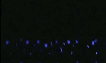 רבנים ורבניות נגד ריקודי האולטרה הסגול: "לא מכבד"