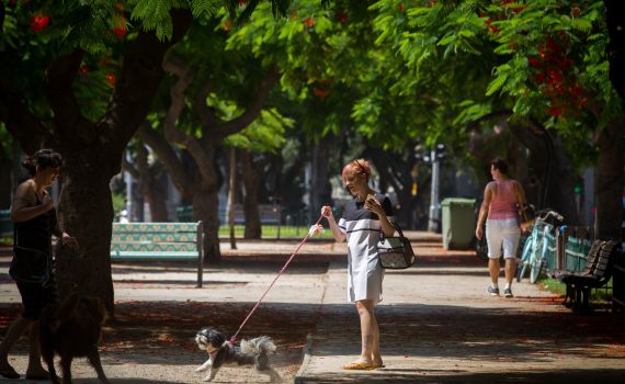 מסיבת תה: מי זרק מעל-100 תיונים למזרקה בת"א?
