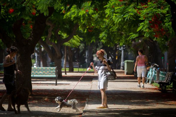 מסיבת תה: מי זרק מעל-100 תיונים למזרקה בת"א?