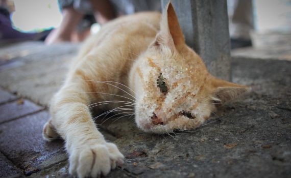 משרד החקלאות מזהיר: סכנה במזון לחתולים