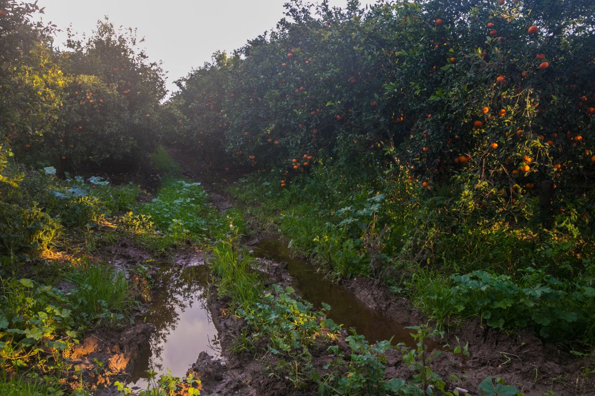 הרשעה: קשרו קשר לרצוח סוכן משטרה בפרדס