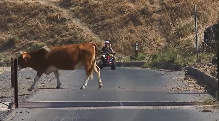 צפו: דרכים מקוריות לחצות את ישראל לאורכה