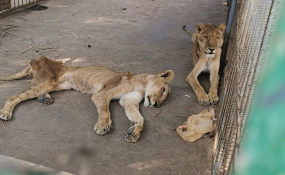 מזעזע: אריות גוועים למוות מרעב בגן החיות בסודן