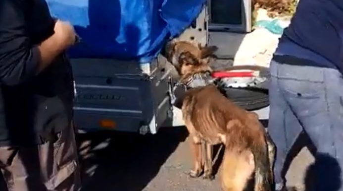 צפו: המשטרה הצילה כלבים שיועדו לקרבות