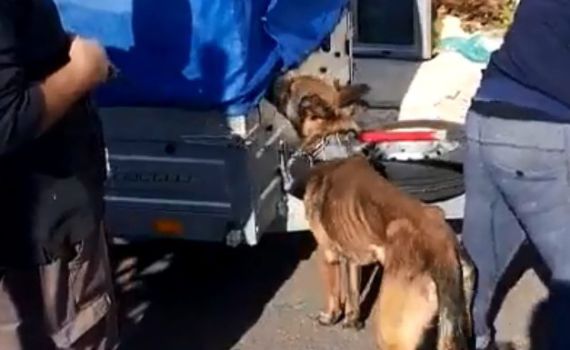 צפו: המשטרה הצילה כלבים שיועדו לקרבות