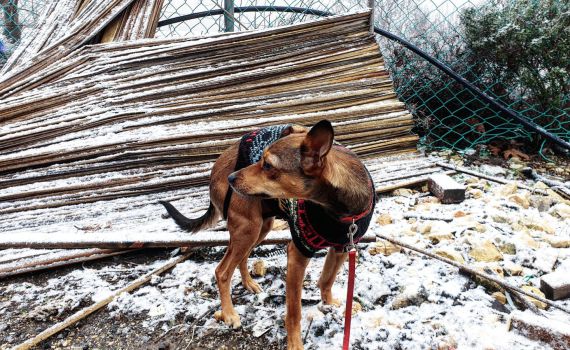 צפו: השלג התחיל להיתפס בבית אל