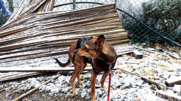 צפו: השלג התחיל להיתפס בבית אל