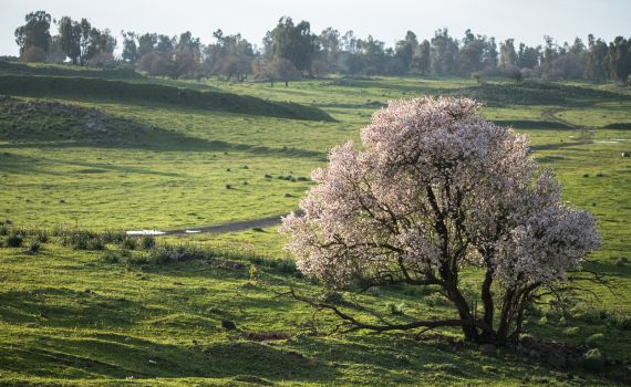 חם ויבש; בהמשך – התקררות: תחזית מזג אוויר לשבוע הקרוב