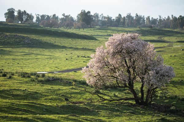חם ויבש; בהמשך – התקררות: תחזית מזג אוויר לשבוע הקרוב