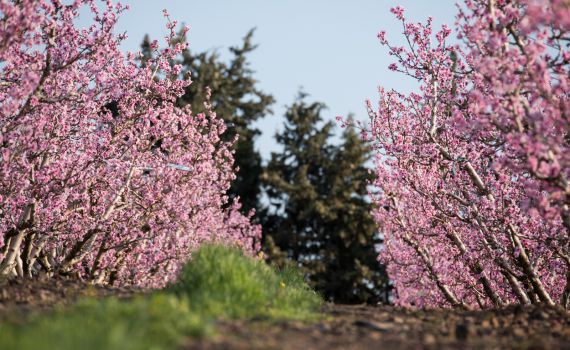 לכבוד ט"ו בשבט: בגולן, השקדיה כבר פורחת