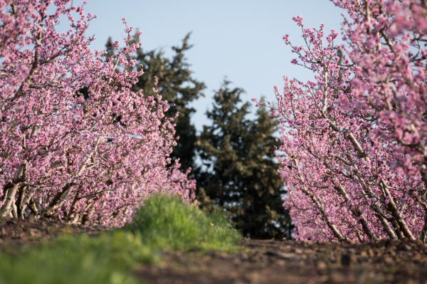 לכבוד ט"ו בשבט: בגולן, השקדיה כבר פורחת