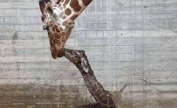 צפו: אחרי 14 חודשים, ג'ירף חדש נולד בגן החיות