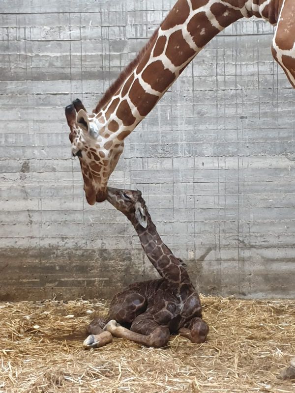 צפו: אחרי 14 חודשים, ג'ירף חדש נולד בגן החיות
