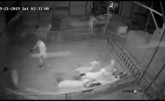 כתב אישו: 3 ערבים מהצפון גנבו צאן בשווי 65,000