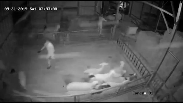 כתב אישו: 3 ערבים מהצפון גנבו צאן בשווי 65,000