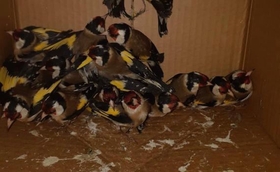 הזוי: לא תאמינו באיזו דרך ניסו להבריח ציפורים