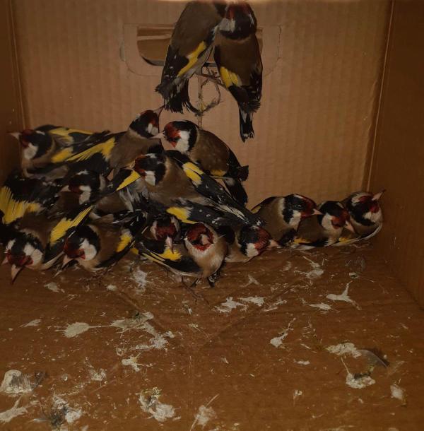 הזוי: לא תאמינו באיזו דרך ניסו להבריח ציפורים