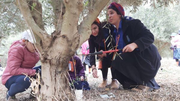 במקום נטיעות חניכי עזרא עזרו לחקלאי הנגב