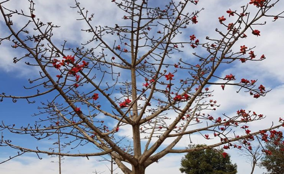 עץ של געגוע – סיפור לט"ו בשבט על עץ אחד בשא-נור