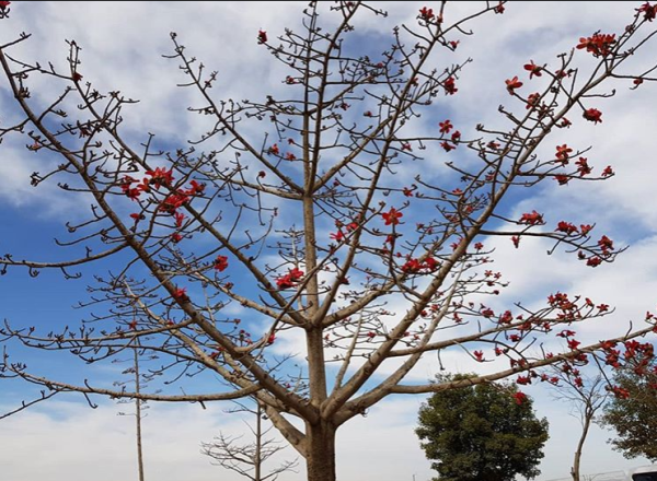 עץ של געגוע – סיפור לט"ו בשבט על עץ אחד בשא-נור