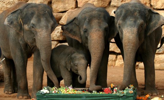 ט"ו בשבט הגיע חג לאריות: חגיגה בגן החיות התנכ"י