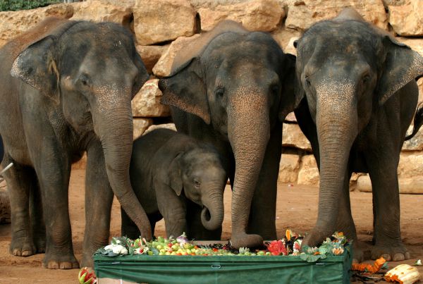 ט"ו בשבט הגיע חג לאריות: חגיגה בגן החיות התנכ"י
